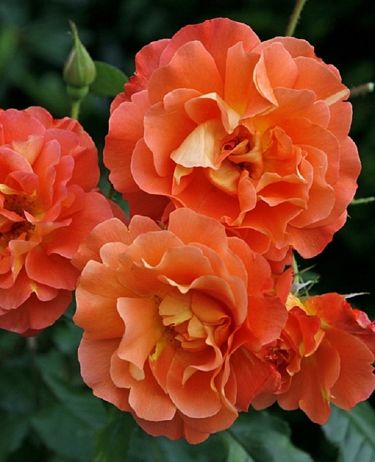 Роза плетистая Вестерленд